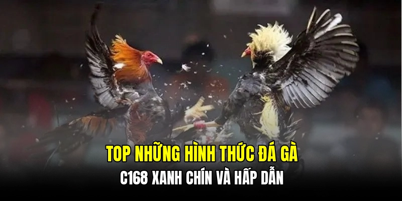 Giới thiệu chi tiết hệ thống cược đá gà C168